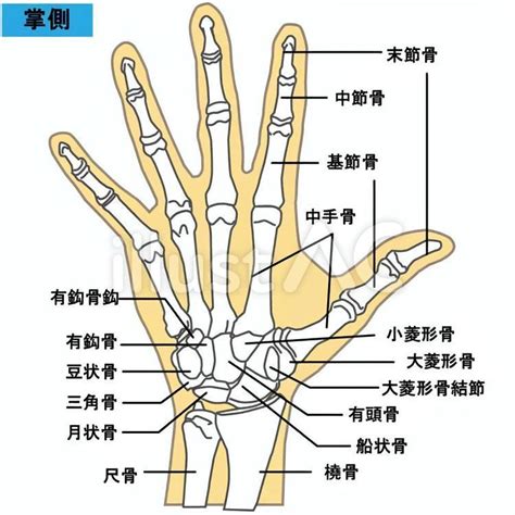 手 骨|手の骨の解剖を名前と部位が誰でもわかるように図で。